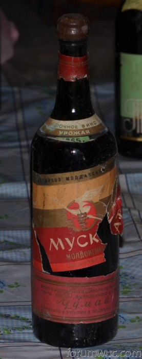 Мускат 1.JPG